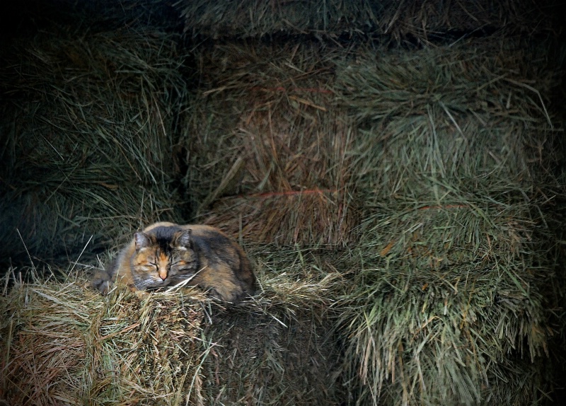  Hitting The Hay