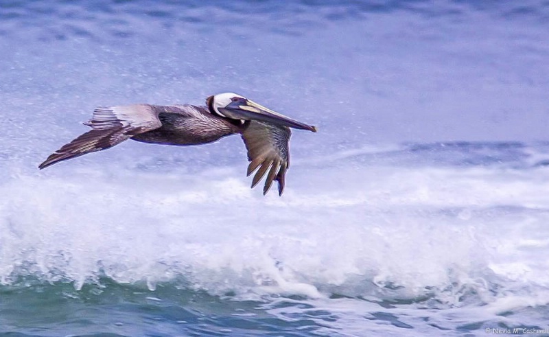 brown pelican obx-1