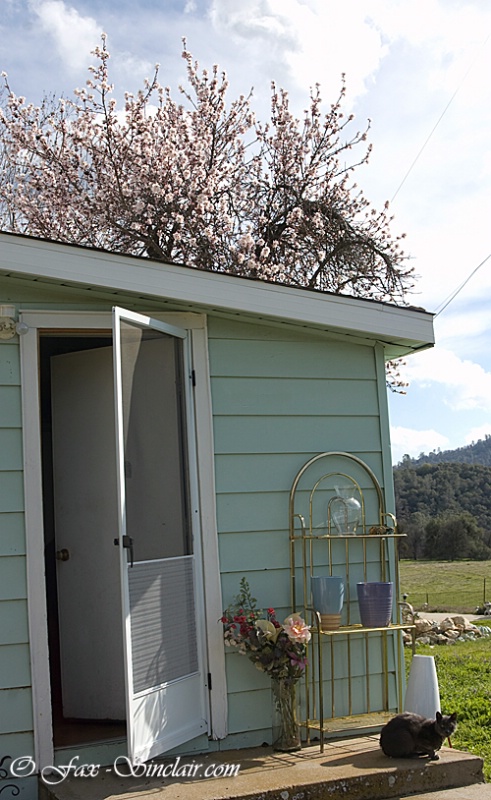 Little House with Cat - ID: 14380637 © Fax Sinclair