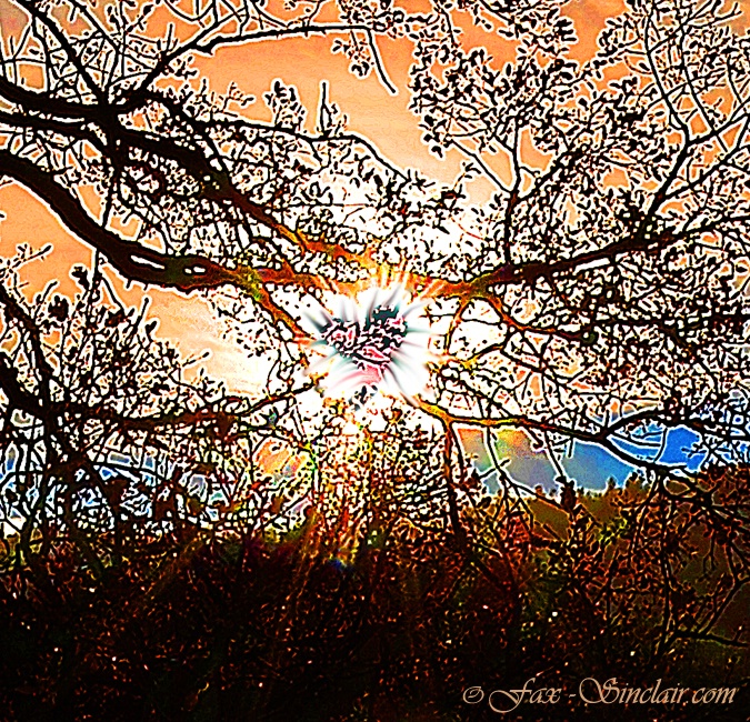 Tree Sun Mandala  - ID: 14380644 © Fax Sinclair
