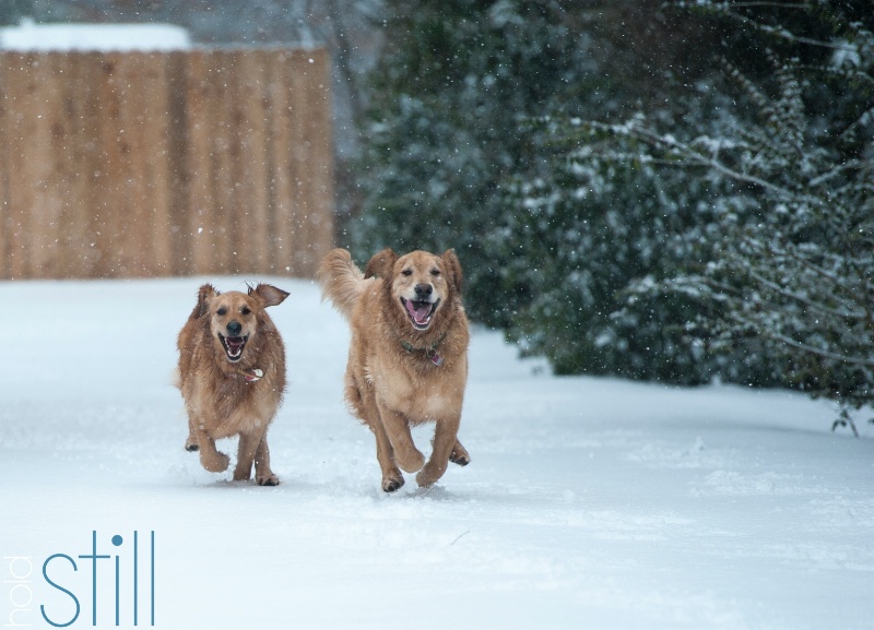 Smiling Pair Skaters, er Runners