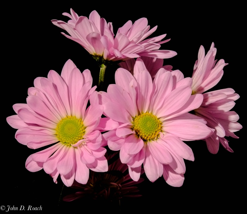 Lovely Pink Daisies