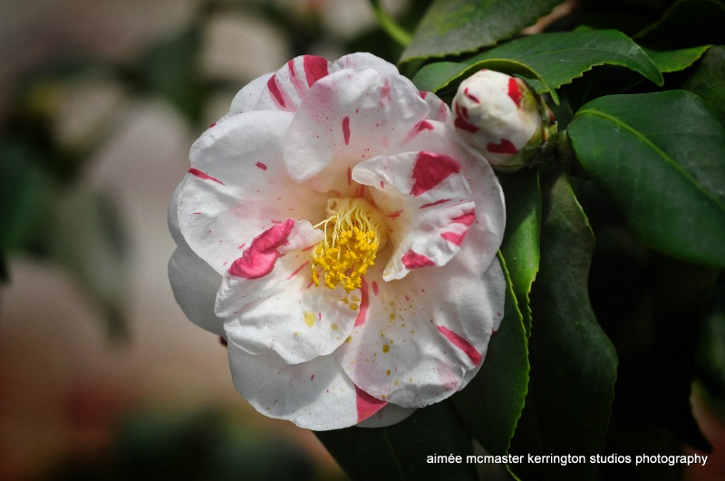 camellia peppermint