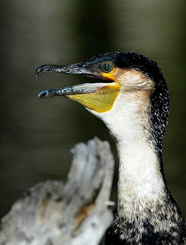 Anhinga