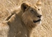  Lioness