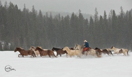 COLD COWBOY