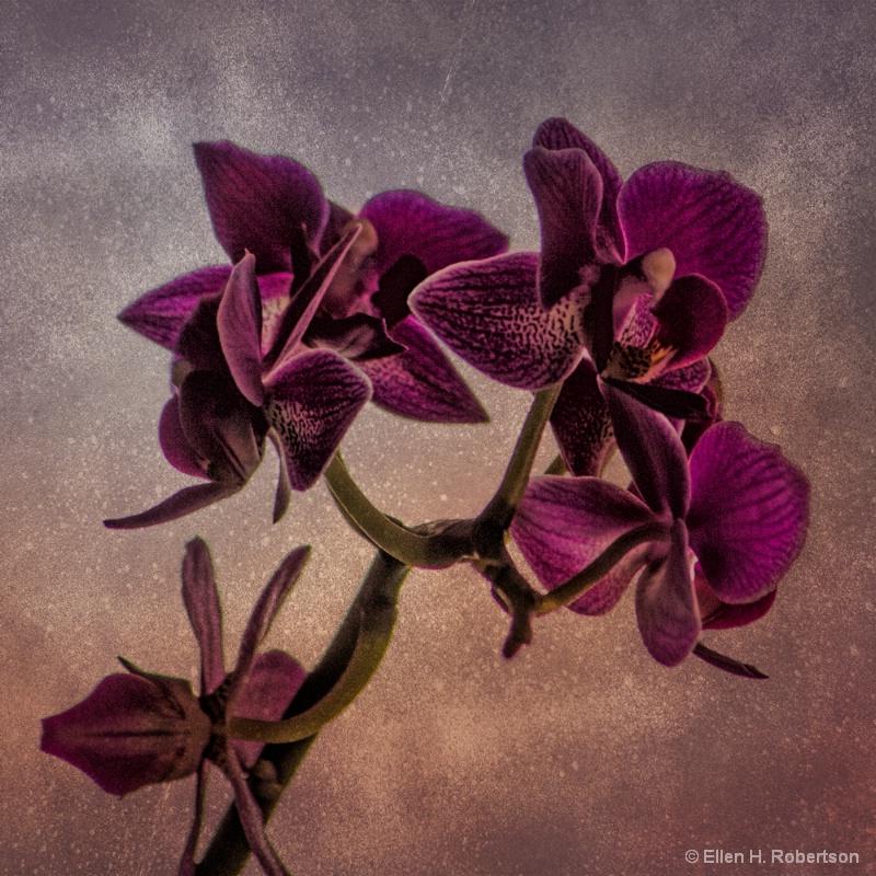 textured orchids