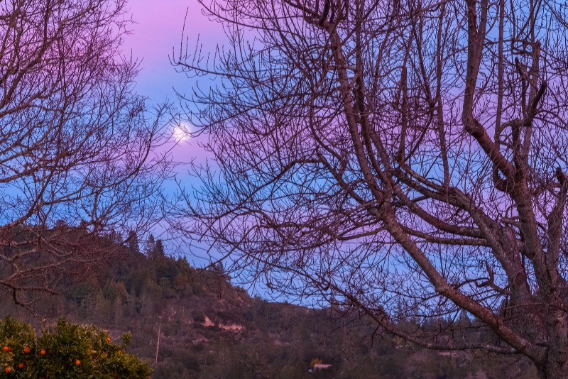 Moon in Pink light