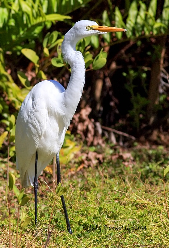 Great White Egret's Fixed Stare