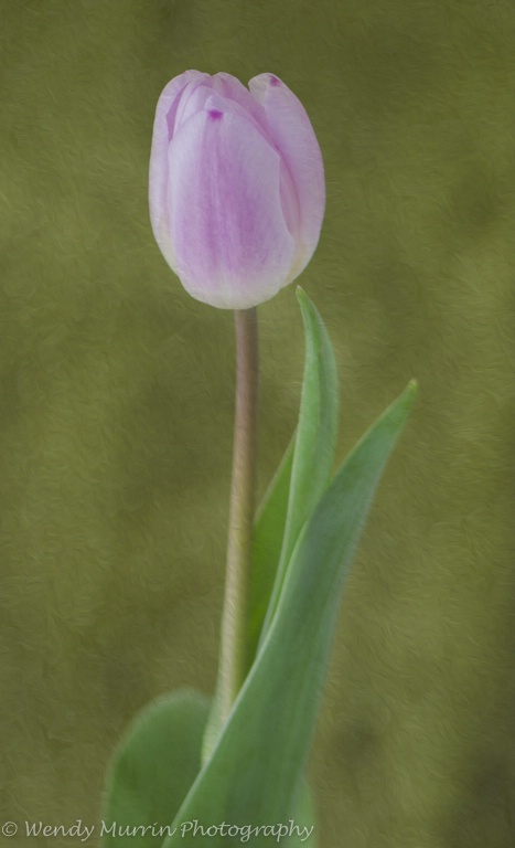 Textured Tulip