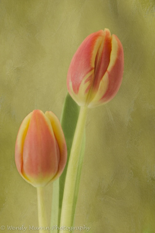 Tulips on a snowy day