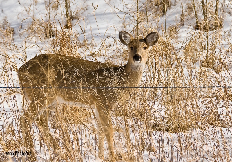 Beautiful Bambi - ID: 14381404 © Candice C. Calhoun