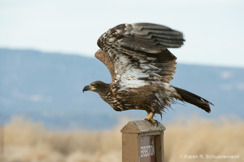 Juvenile Bald Eagle Taking Off