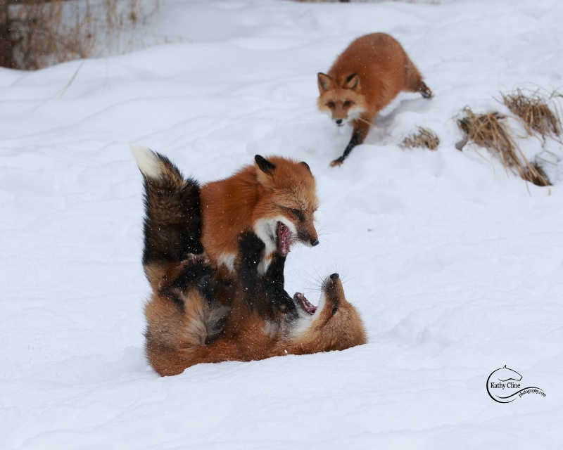 Playful Red Tail Foxes