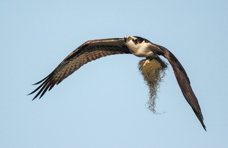 Osprey with Nesting