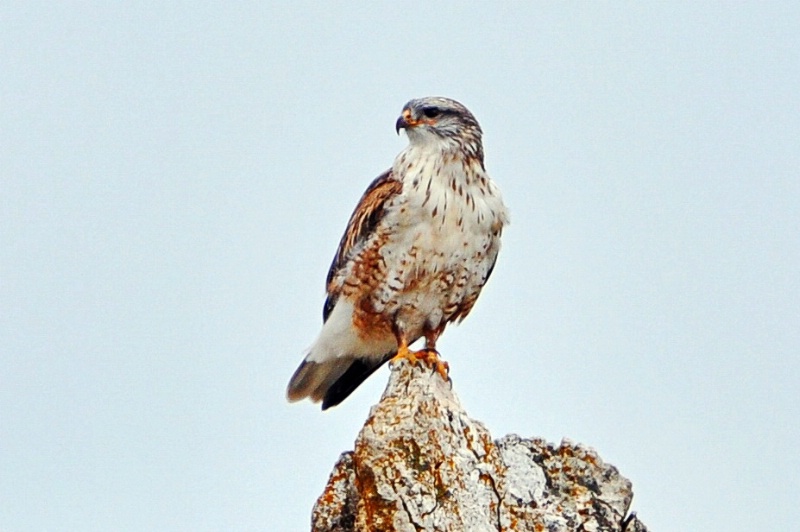 Ferruginous Hawk