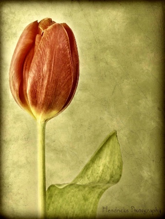 tulip wave