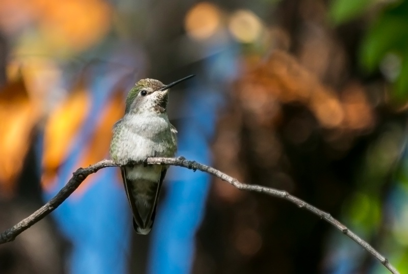 Baby hummingbird