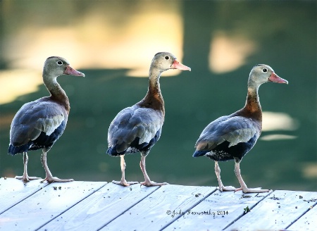 Three Whistling Ducks