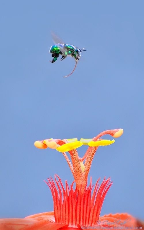 Bee's Passion - ID: 14383257 © Carol Eade