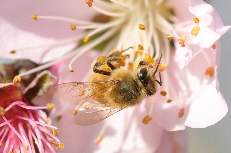 Honey Bee on Peach Blossom