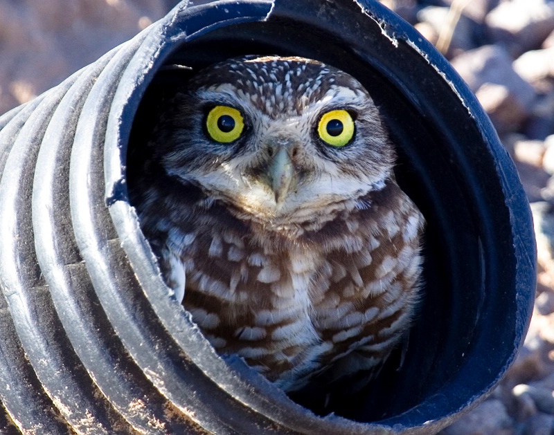 Owl in the Burrow