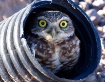 Owl in the Burrow