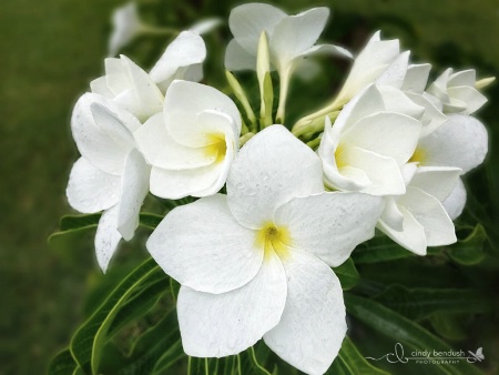 Plumeria in the Rain