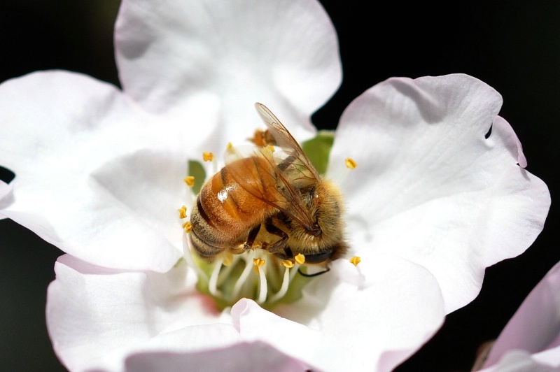 Honey Bee on Almond Blossom