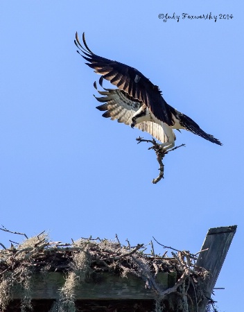 Osprey With A Stick For The Nest