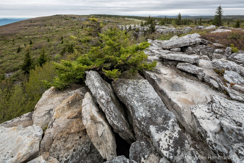 13M 6100-v4-Bear Rocks Stunted Spruce