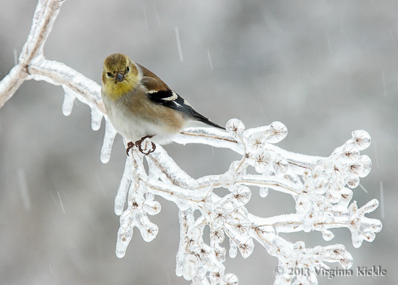 Goldfinch in Ice Storm