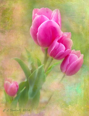 Tulips