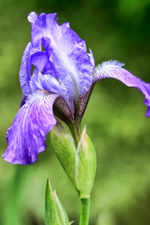 Iris