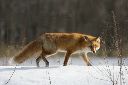 Red Fox