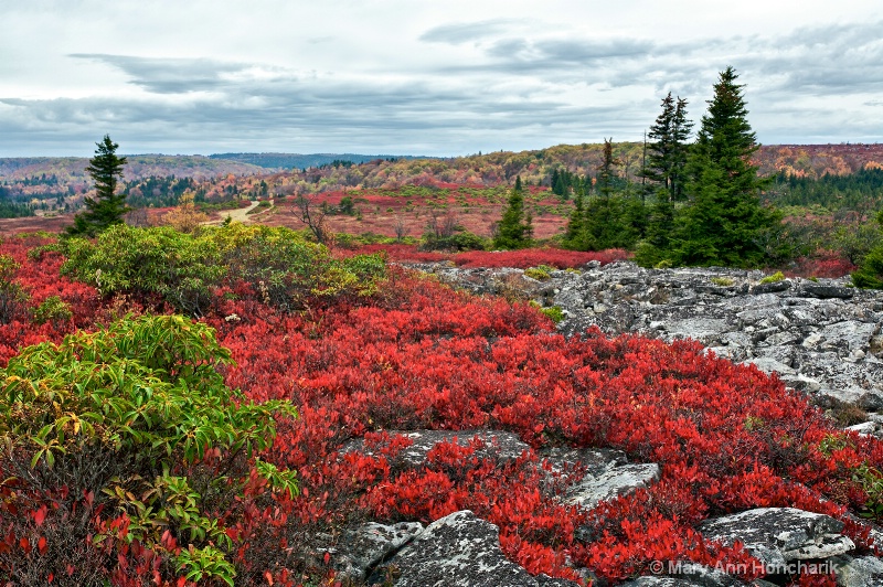 6d 2286-v38-fall reds on bear rocks trail