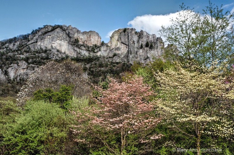 8m 6124-v11-seneca rocks spring blossoms