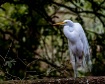 White Egret 