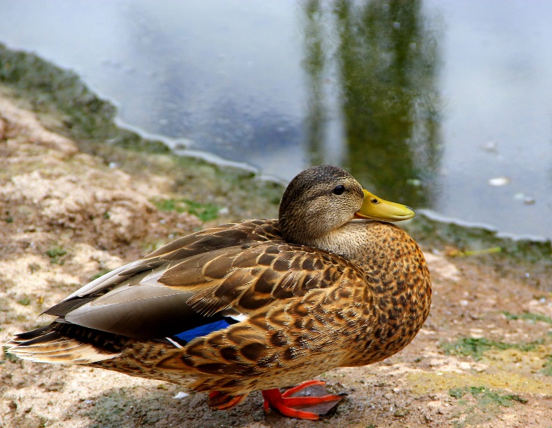 Just Resting - ID: 14387307 © Pauline M. Osborn