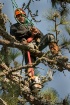 Tree Trimmer 2