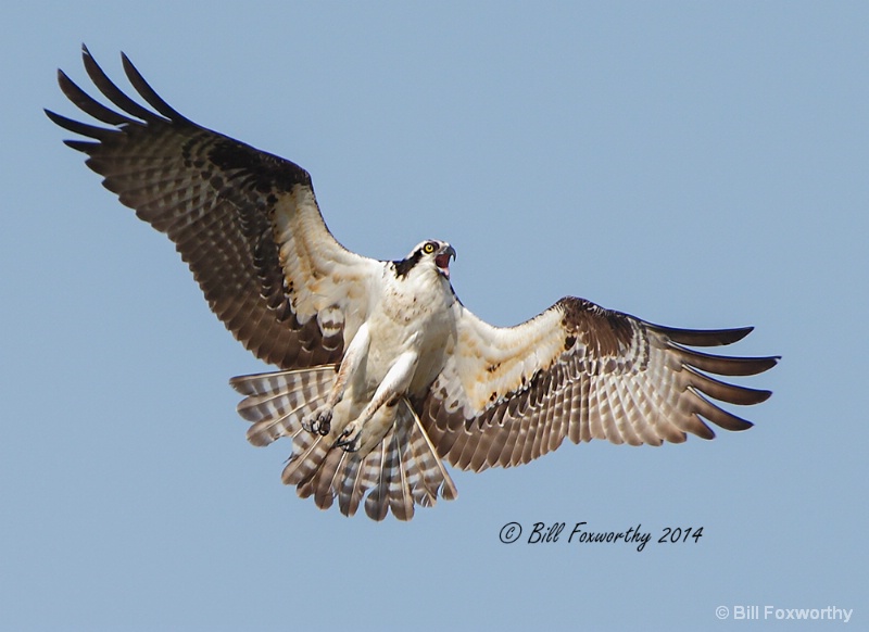 Osprey Defending the Nest