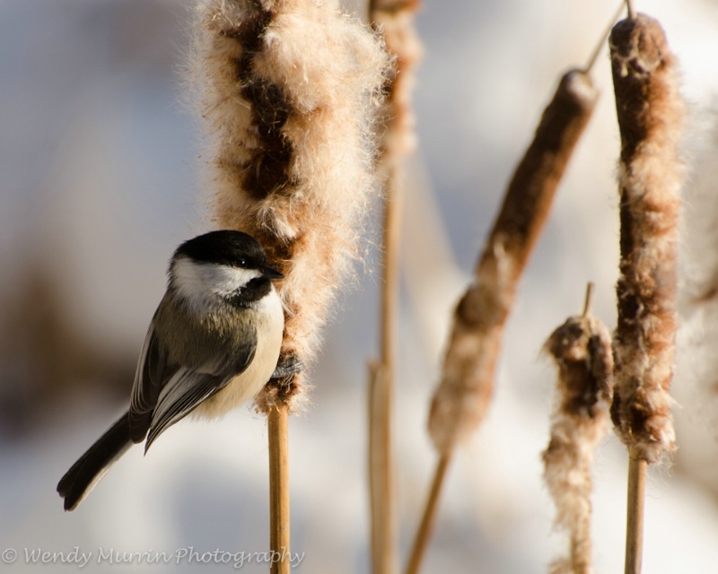 Chickadee in the reeds