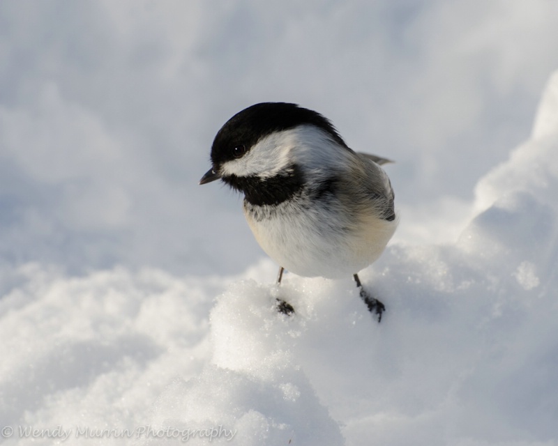 Chickadee in the snow