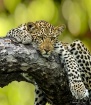 Relaxing Leopard