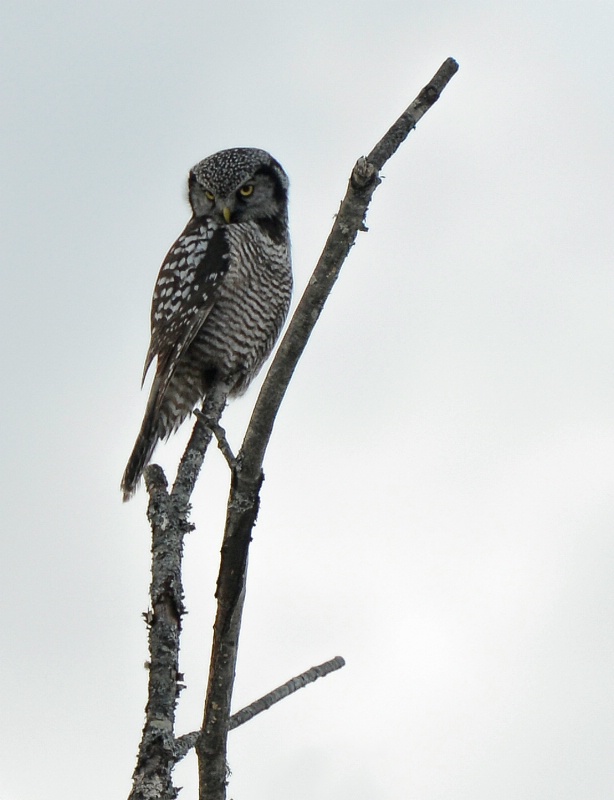 Northern Hawk Owl - ID: 14387630 © Raven Schwan-Noble