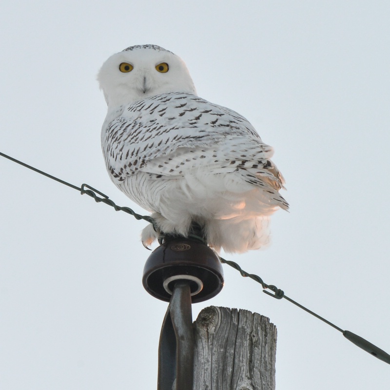 Snowy Owl Watching - ID: 14387631 © Raven Schwan-Noble