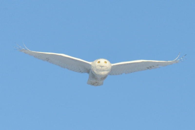 Snowy Owl Gliding - ID: 14387632 © Raven Schwan-Noble