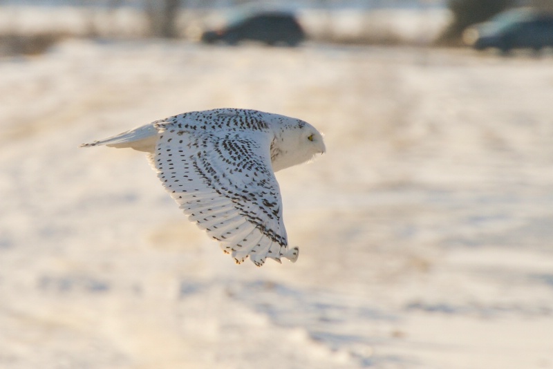 Snowy Owl - ID: 14387634 © Raven Schwan-Noble