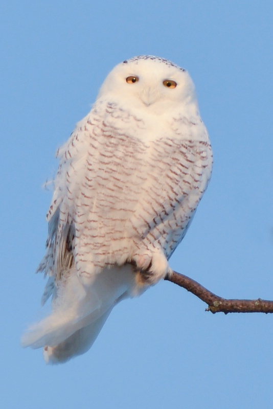 Snowy Owl - ID: 14387635 © Raven Schwan-Noble