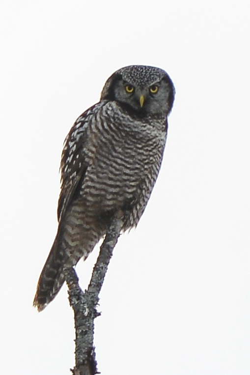 Northern Hawk Owl - ID: 14387641 © Raven Schwan-Noble